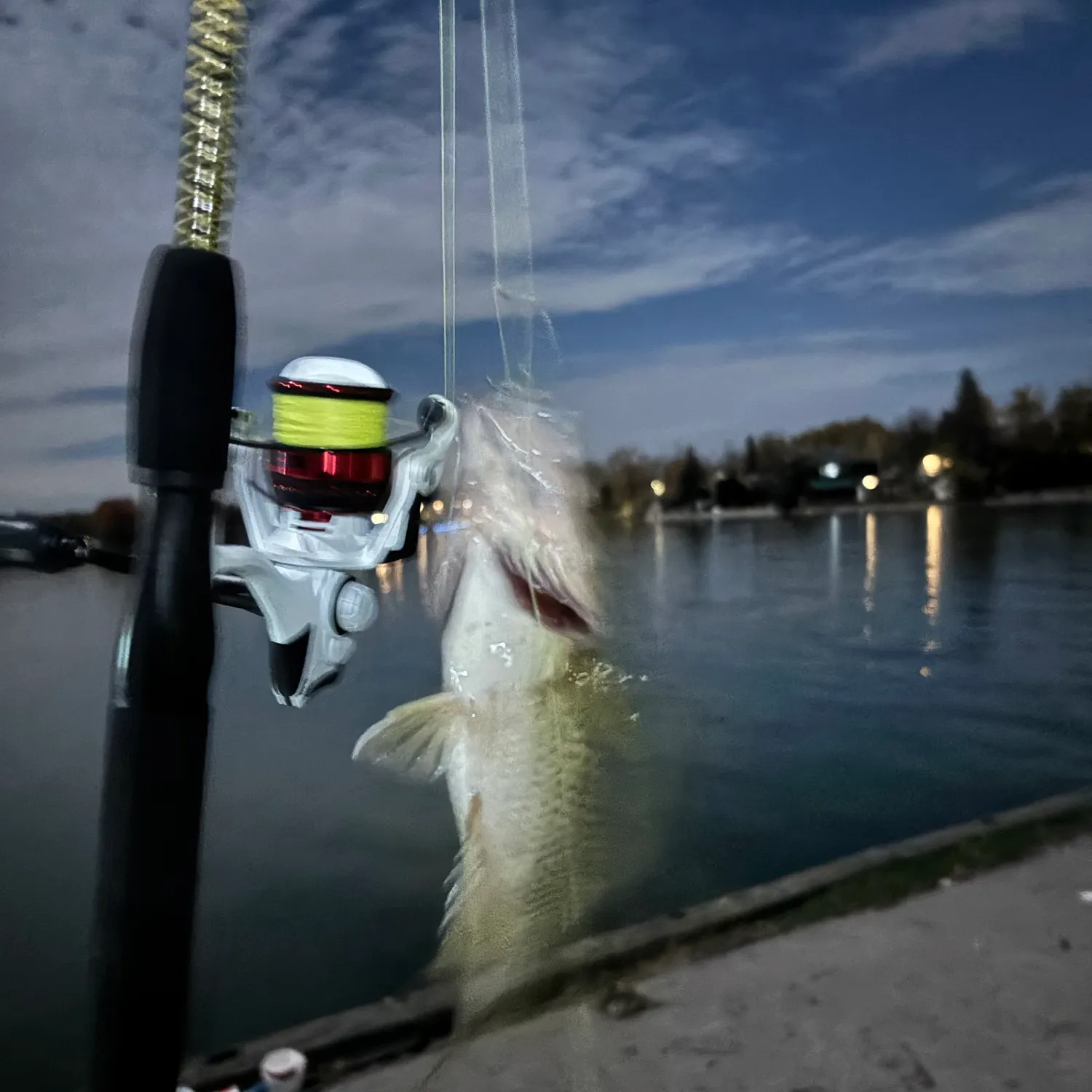 The most recent Rock bass catches on Fishbrain