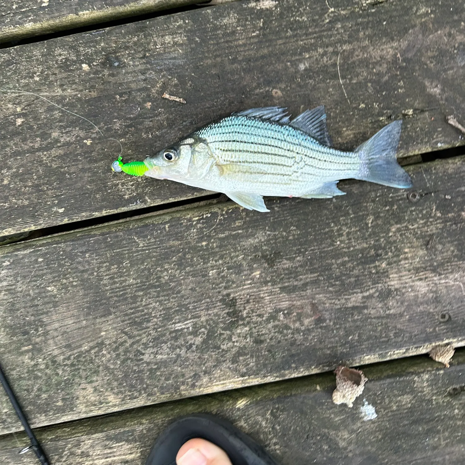 White bass caught on Fishbrain