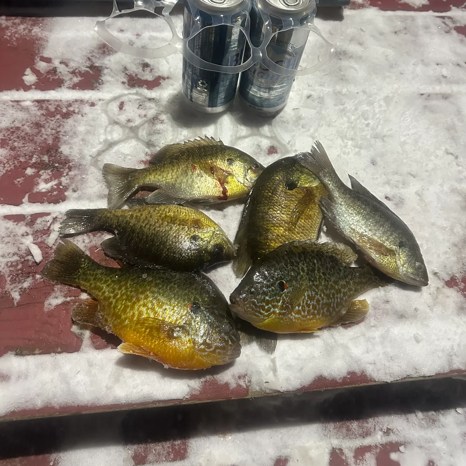 The most recent Pumpkinseed catches on Fishbrain