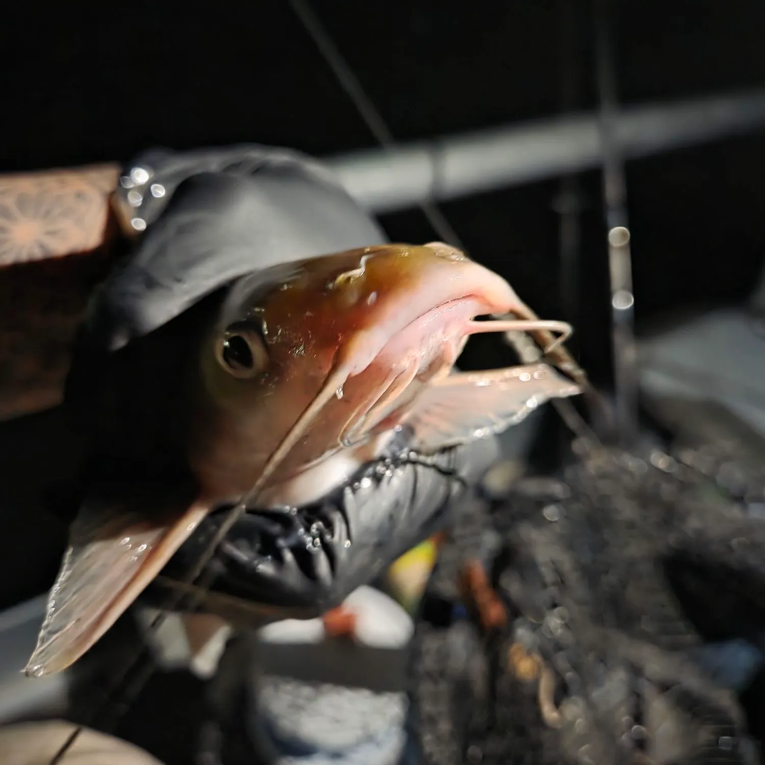 Channel catfish caught on Fishbrain