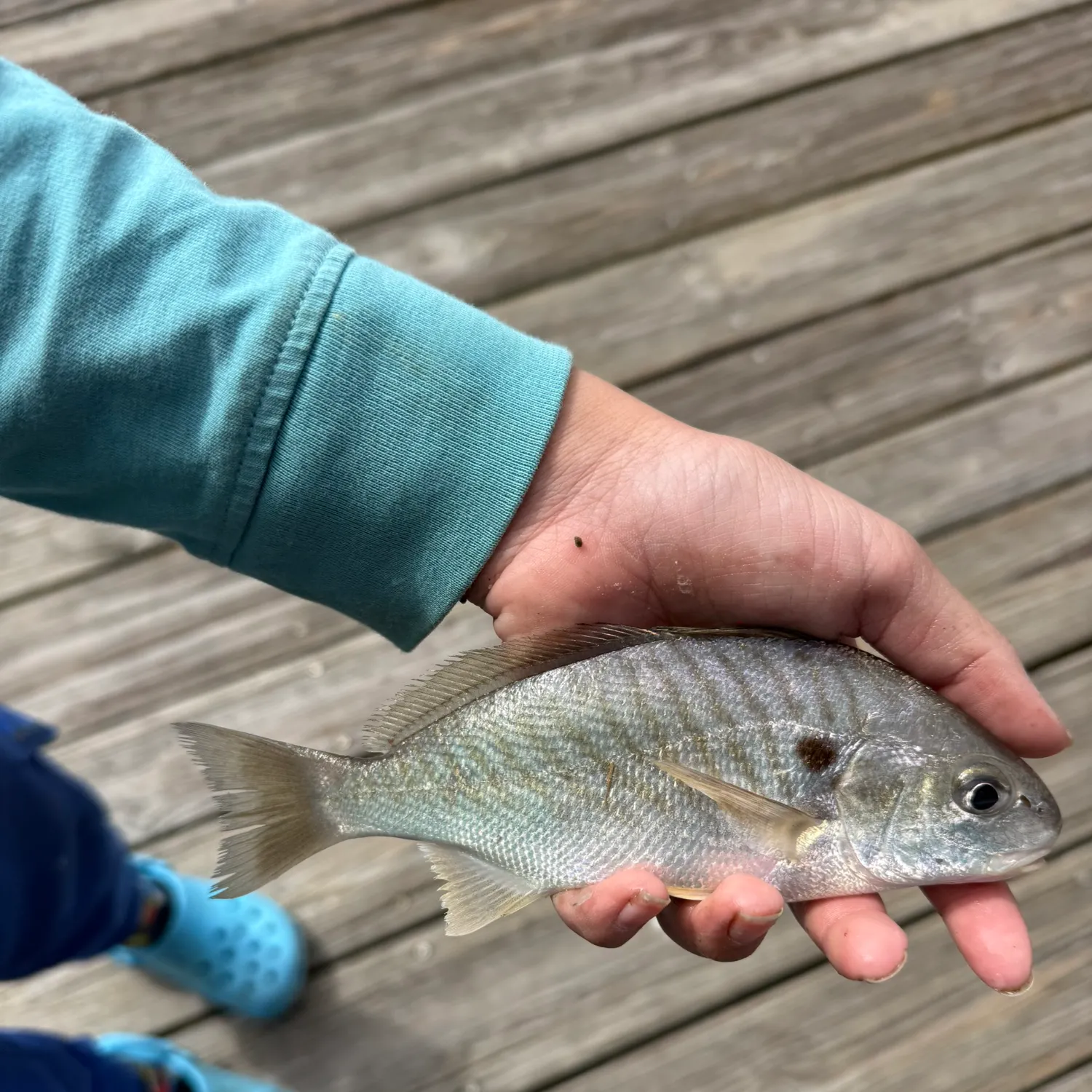 The most recent Spot croaker catches on Fishbrain