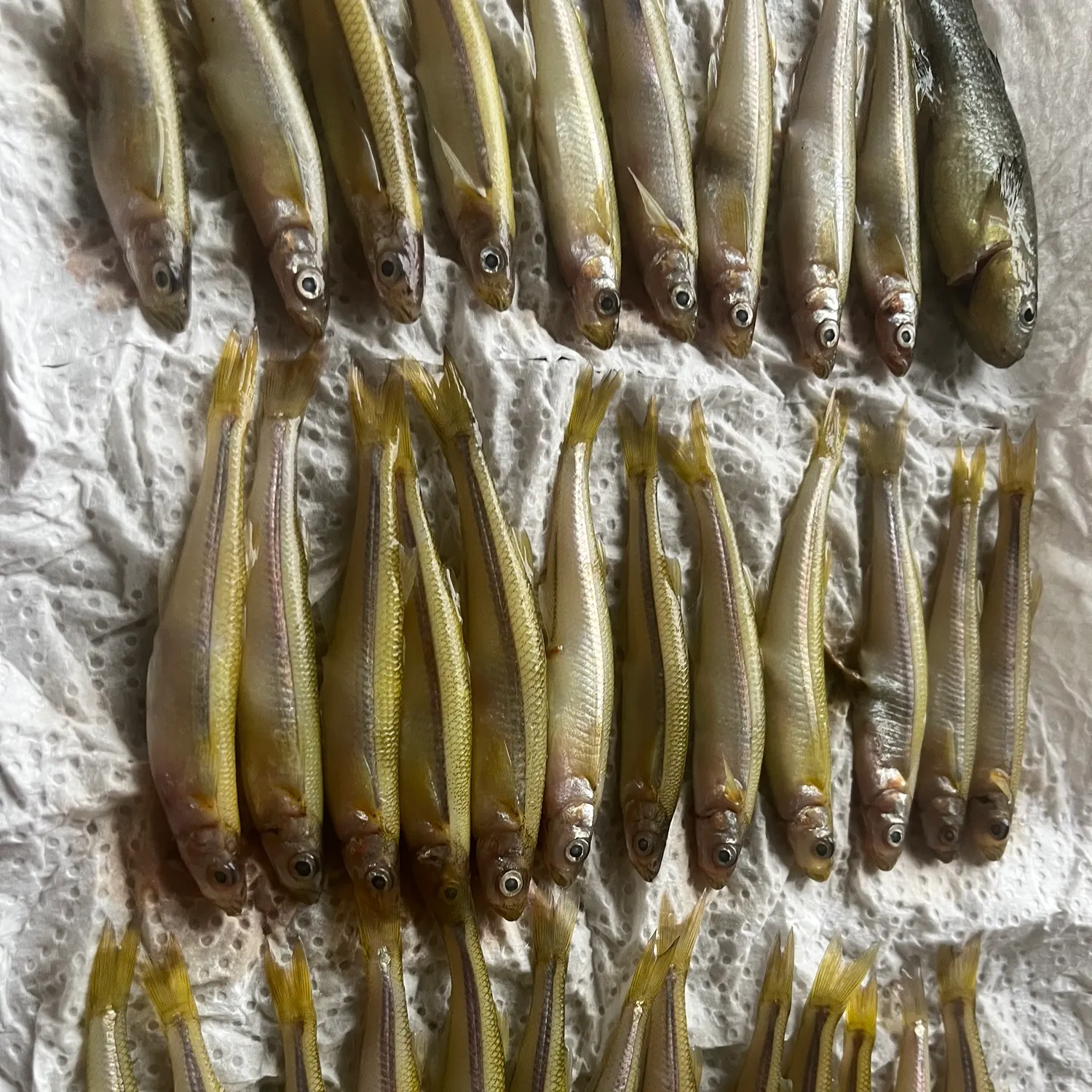recently logged catches