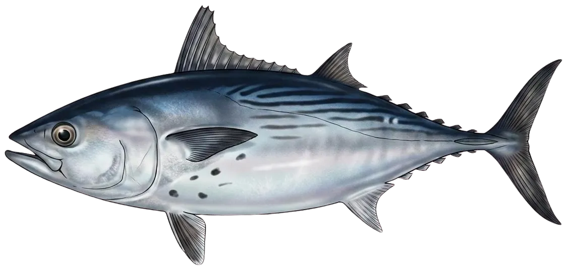 Black skipjack tuna