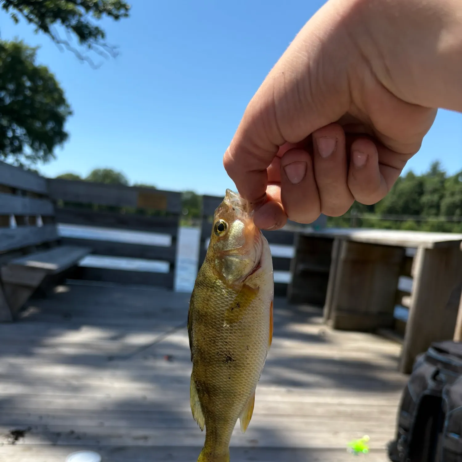 Yellow perch caught on Fishbrain