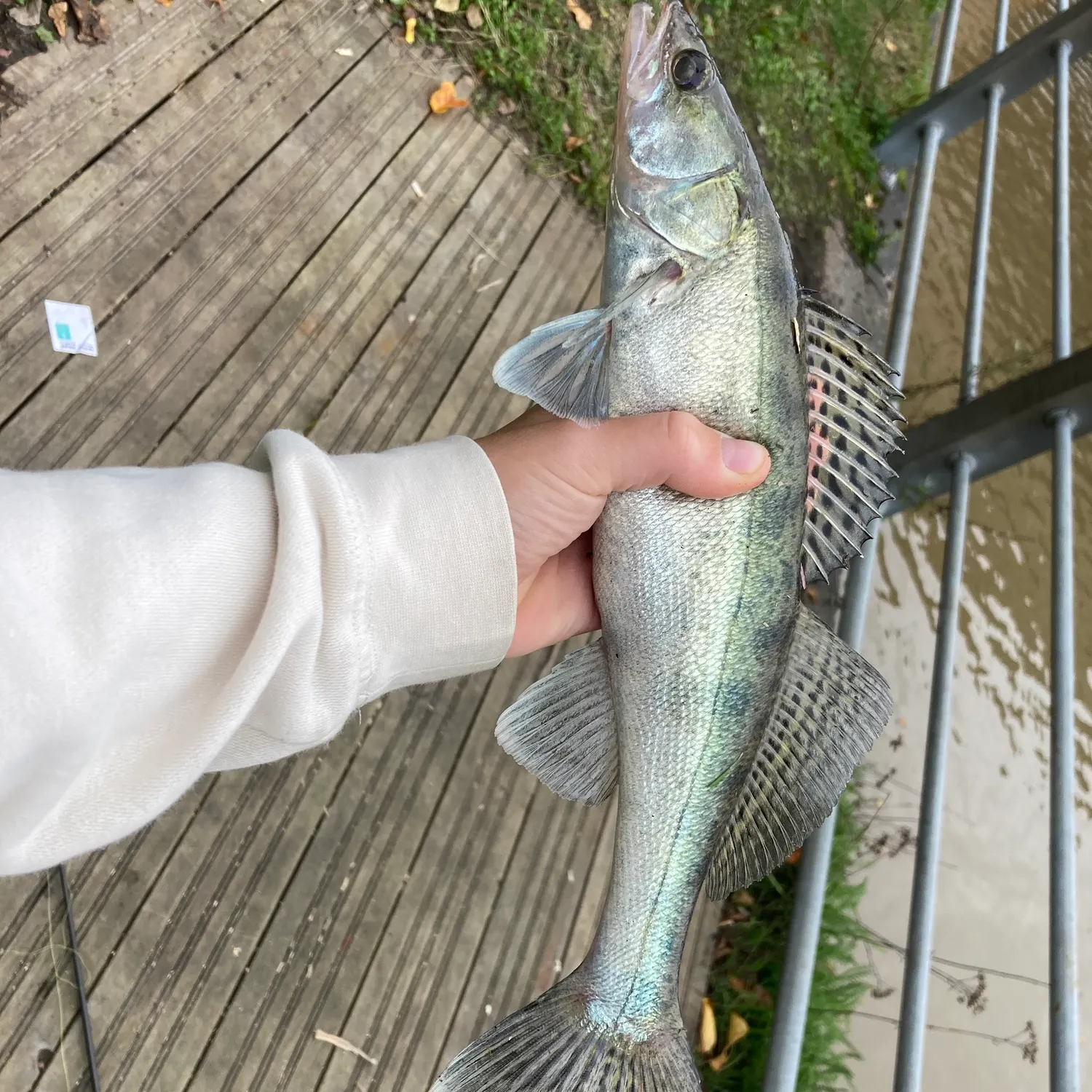 Zander caught on Fishbrain
