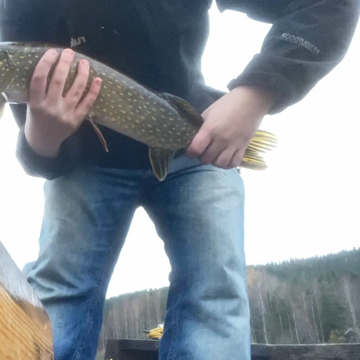 Northern pike caught on Fishbrain