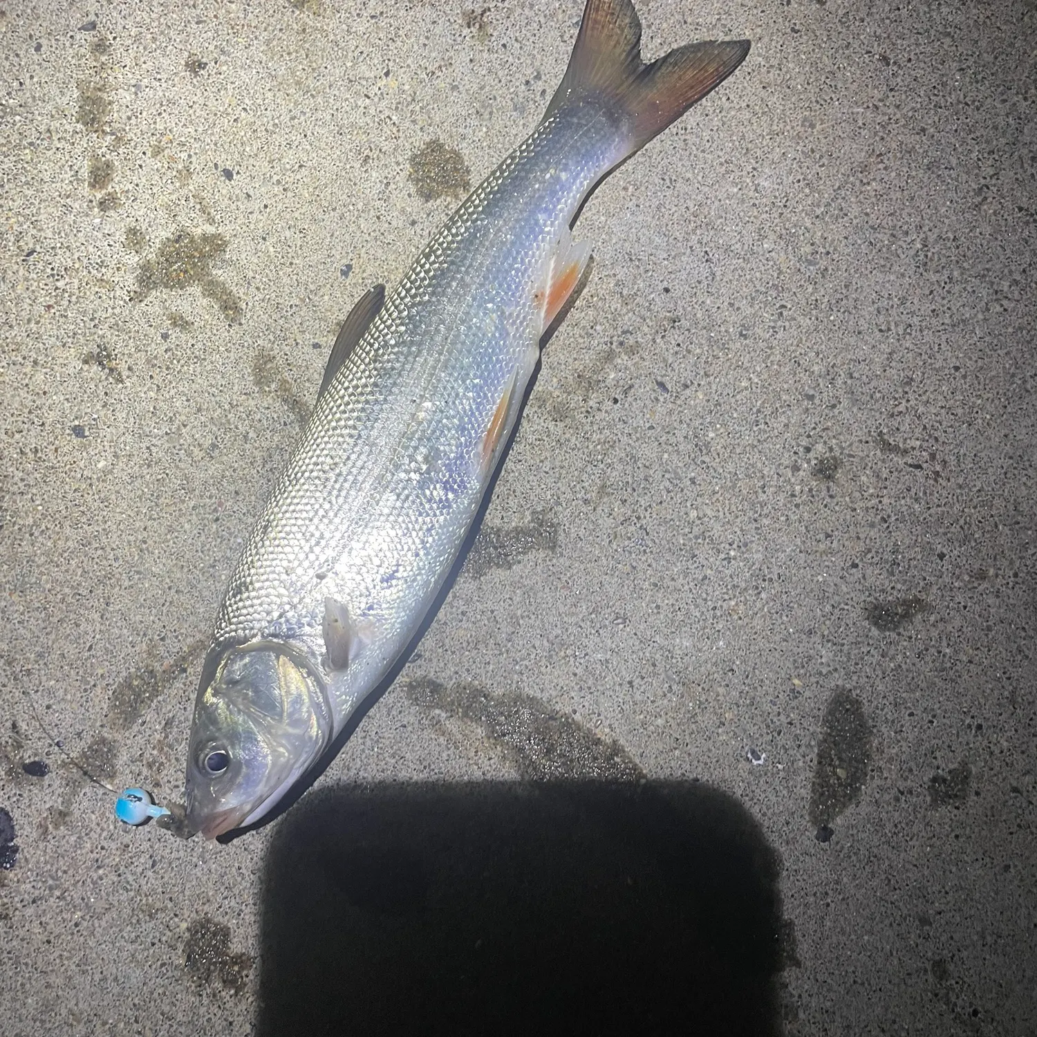 The most recent Big-scaled redfin catches on Fishbrain