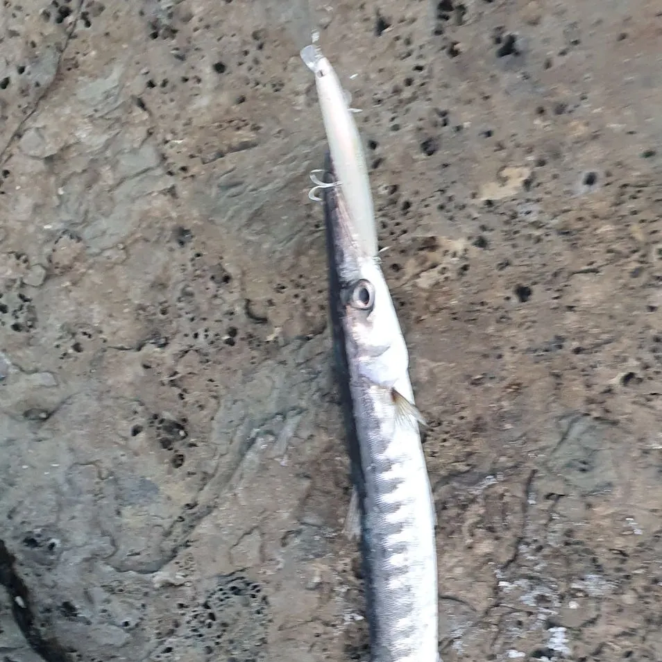 The most recent Mexican barracuda catches on Fishbrain