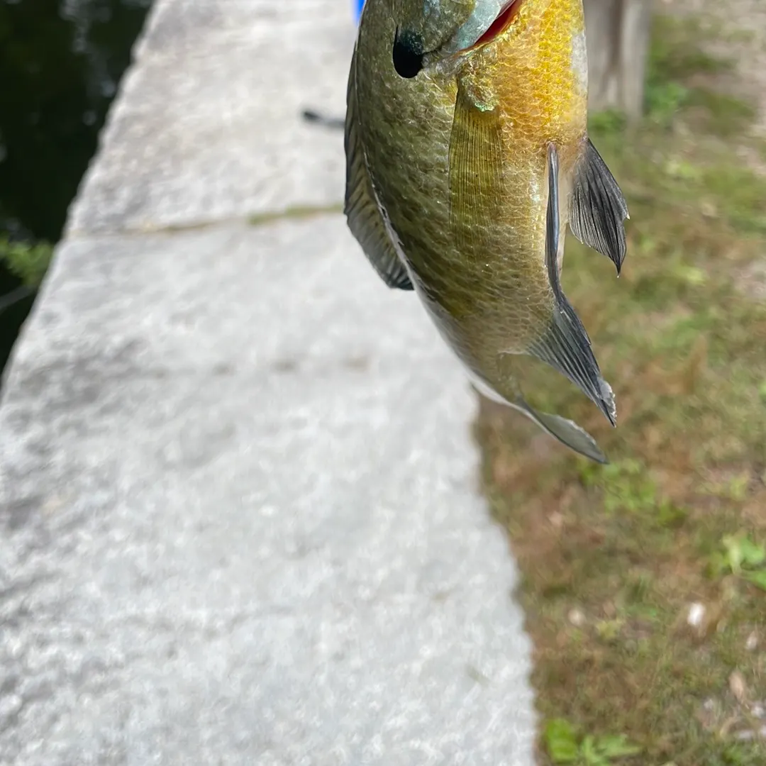 Bluegill caught on Fishbrain