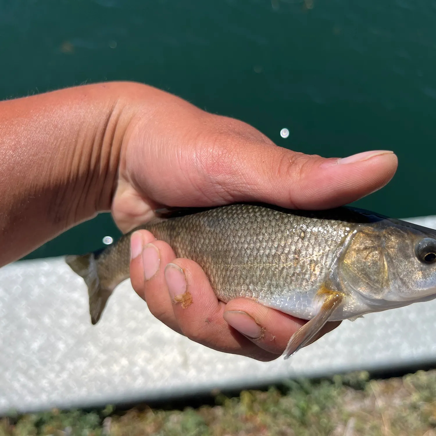 The most recent Tui chub catches on Fishbrain