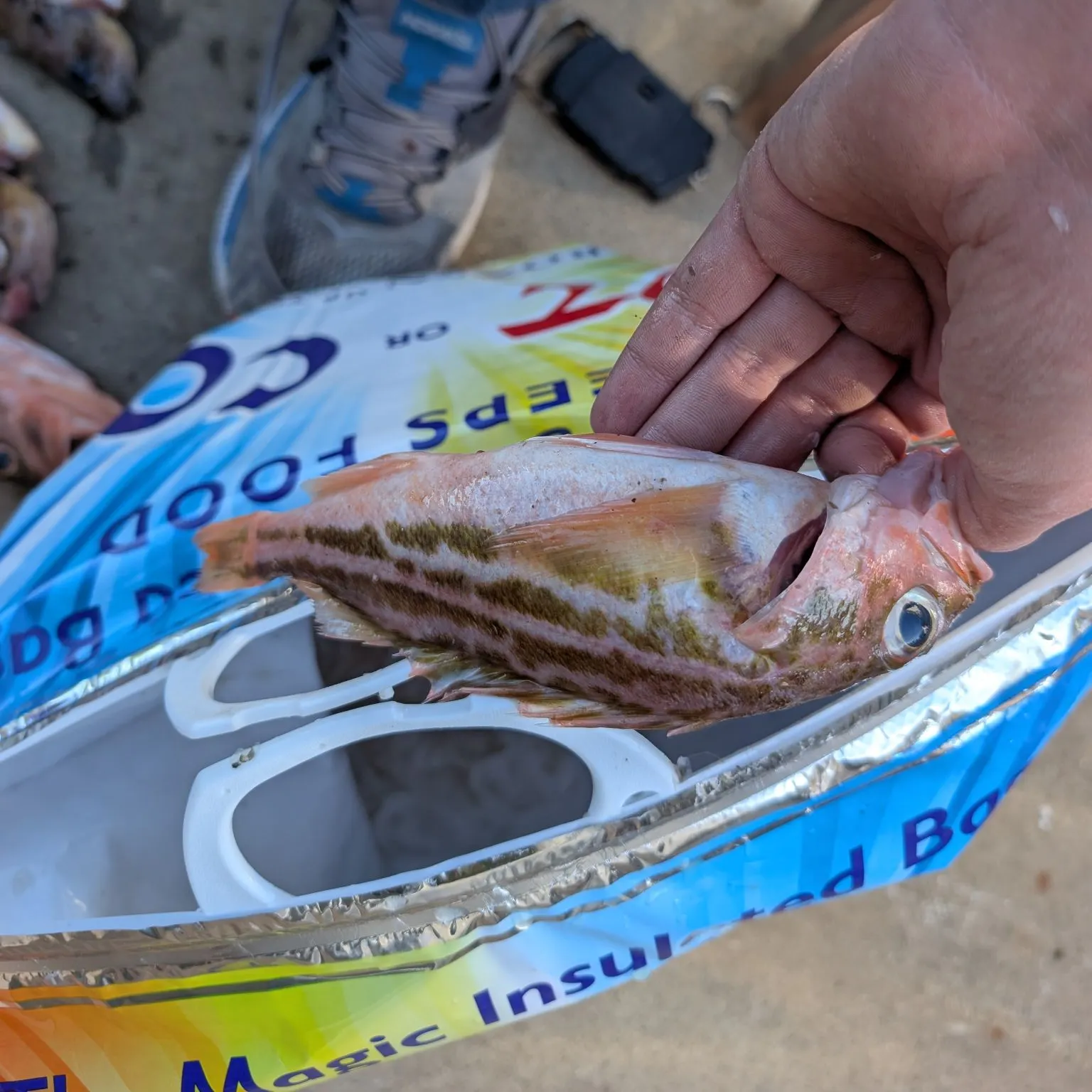 The most recent Greenstriped rockfish catches on Fishbrain