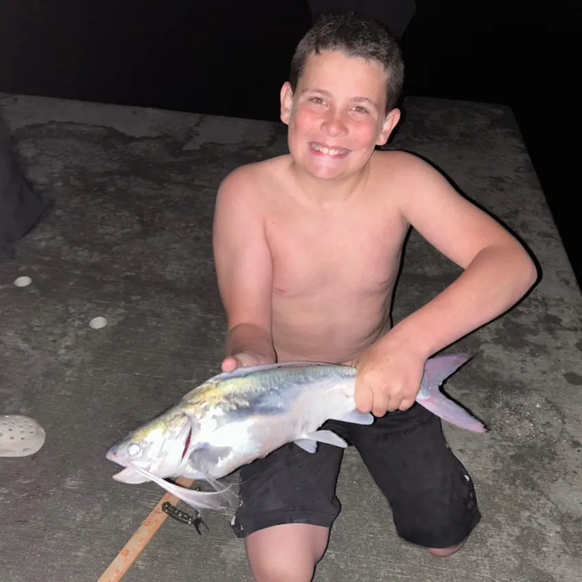 The most recent Gafftopsail sea catfish catches on Fishbrain