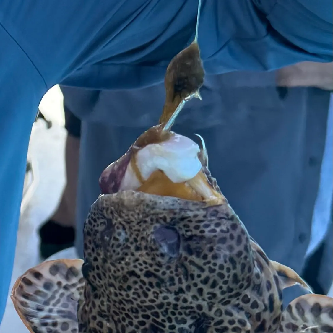 The most recent Oyster toadfish catches on Fishbrain