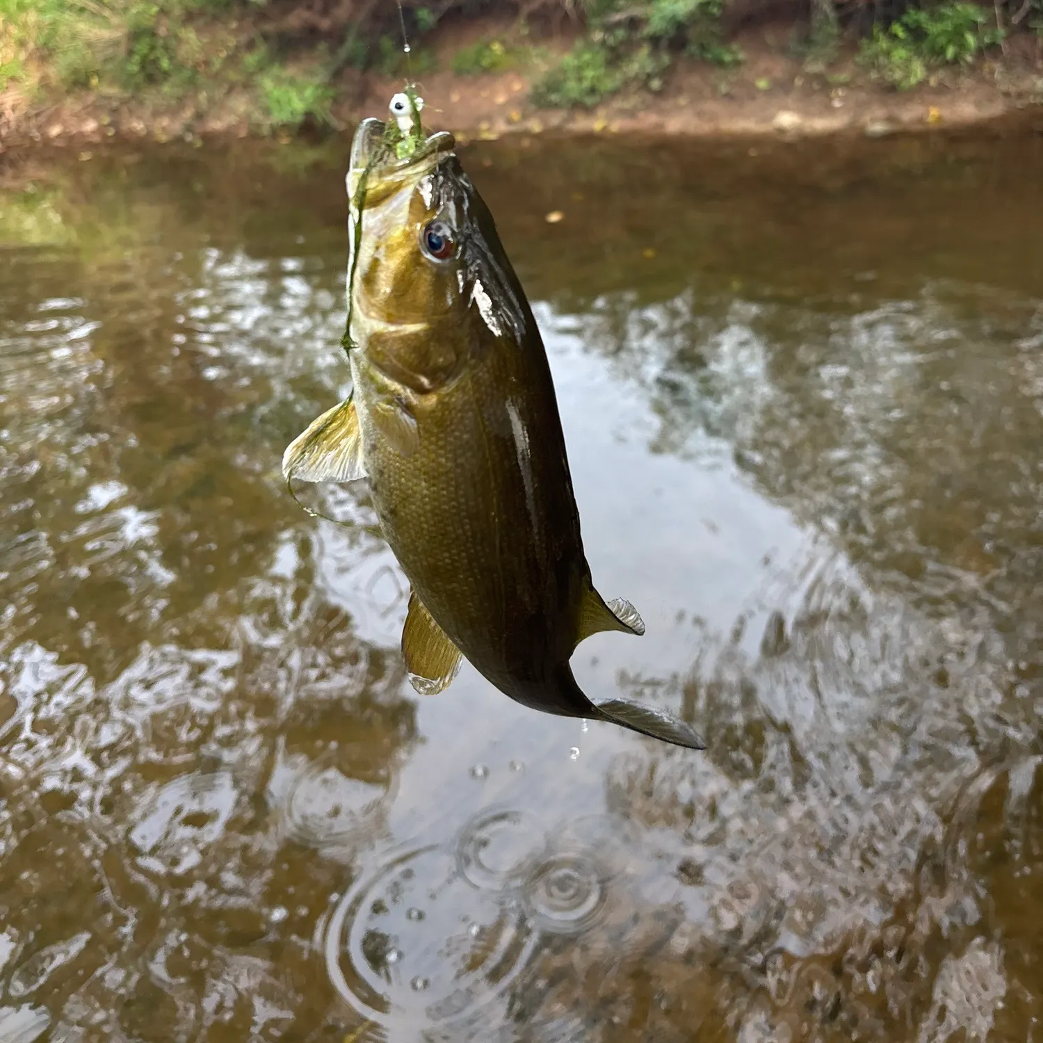 Smallmouth bass caught on Fishbrain