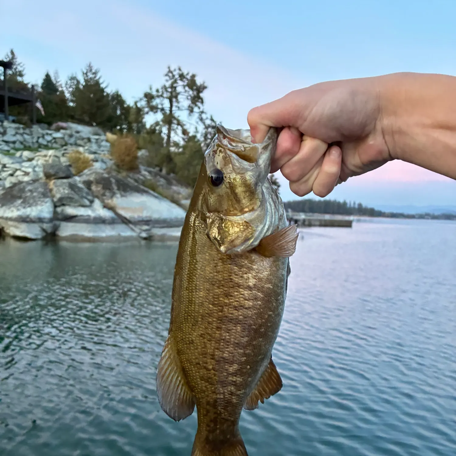 Smallmouth bass caught on Fishbrain