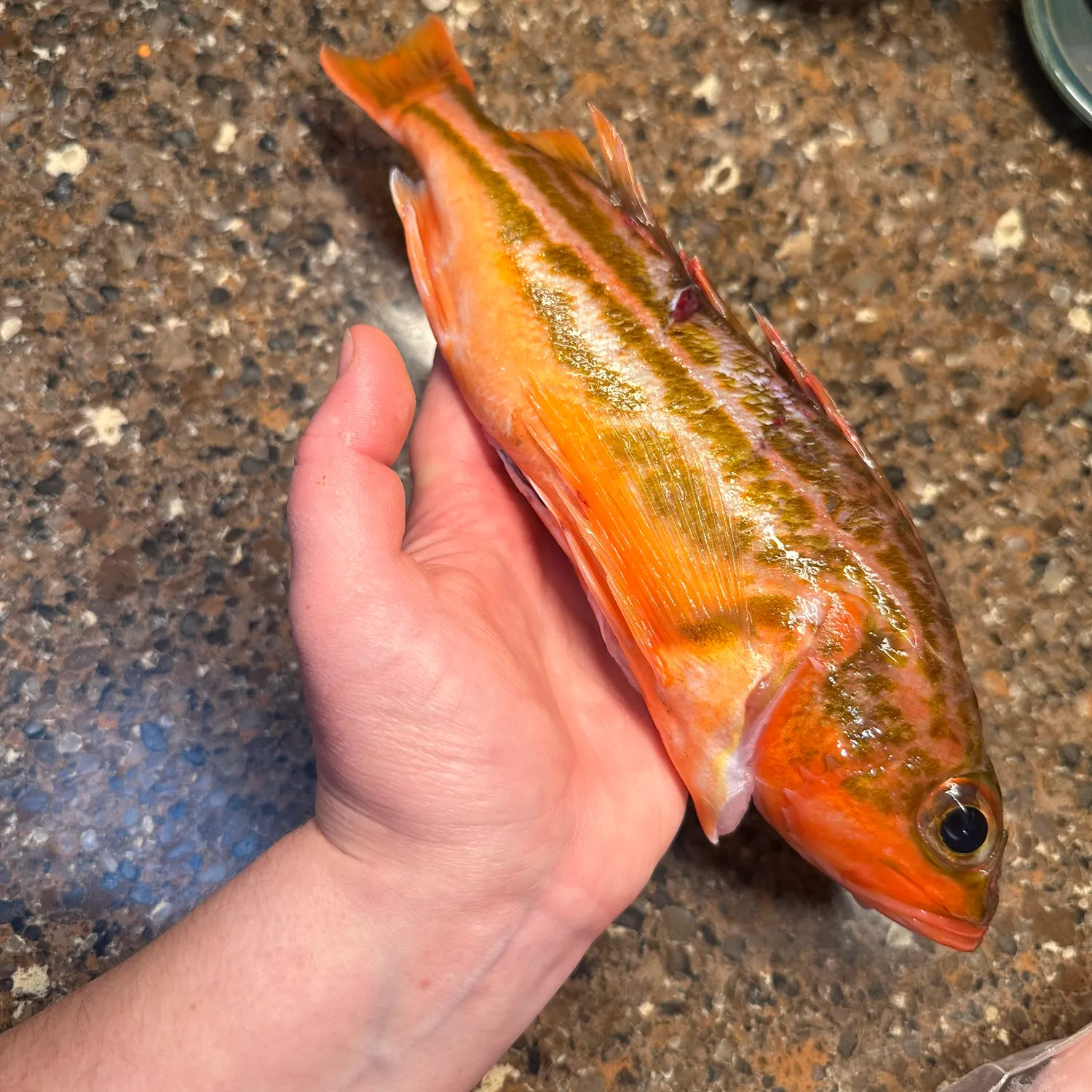 The most recent Greenspotted rockfish catches on Fishbrain