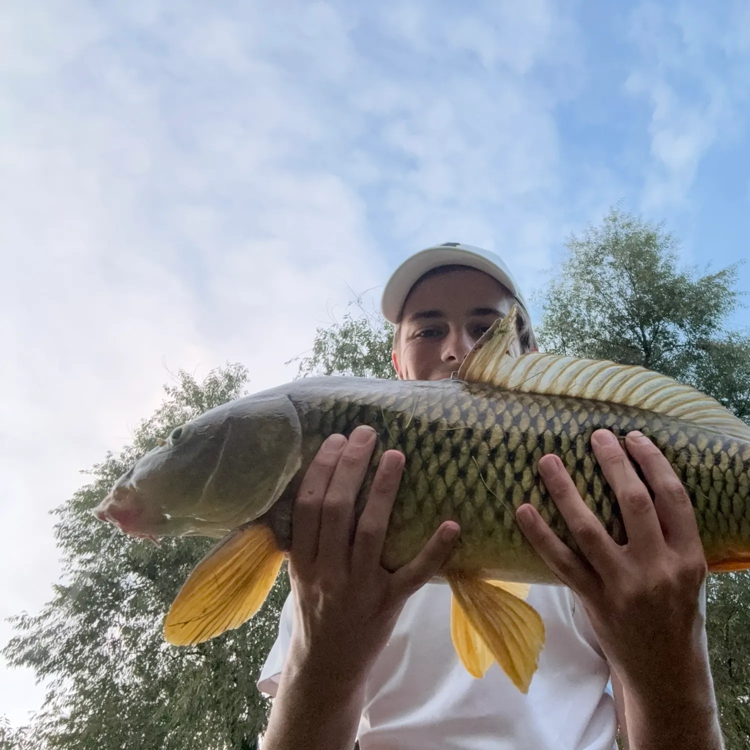 Common carp caught on Fishbrain