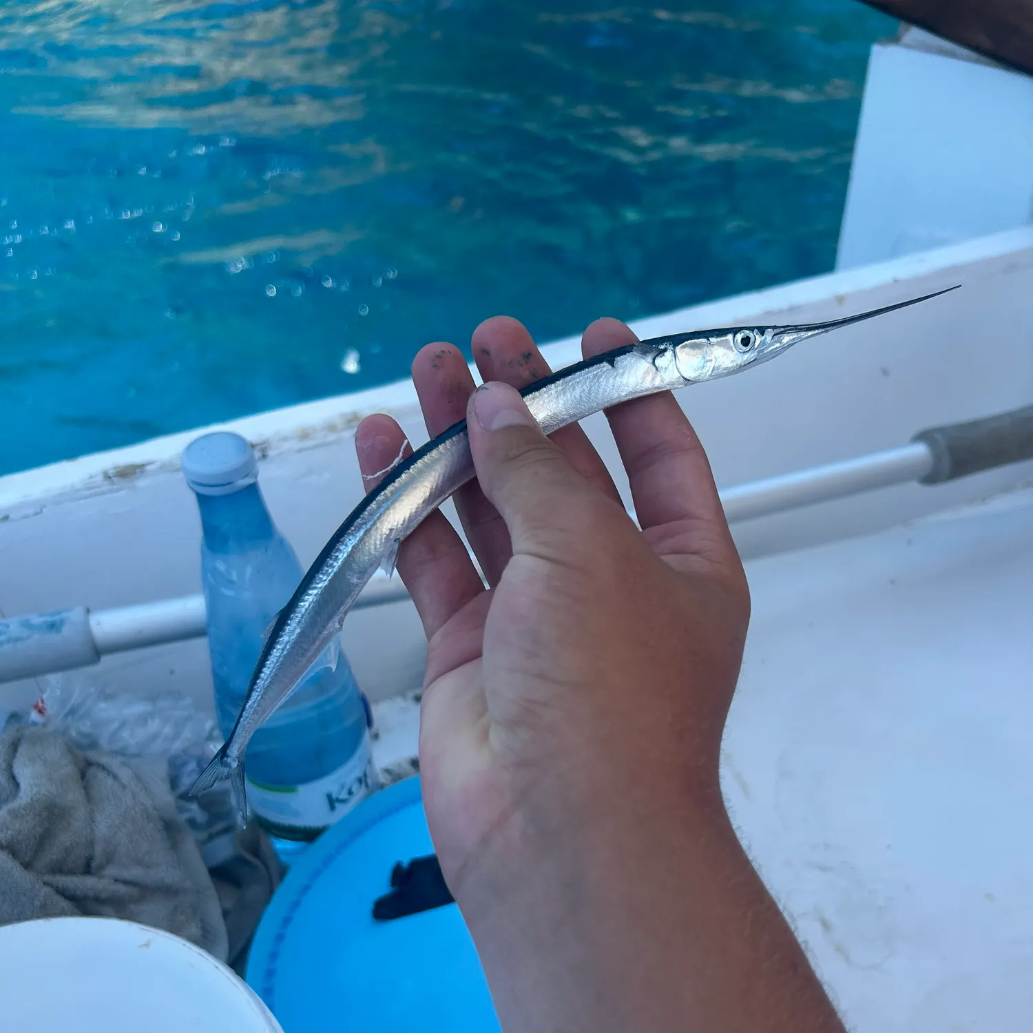 The most recent European garfish catches on Fishbrain