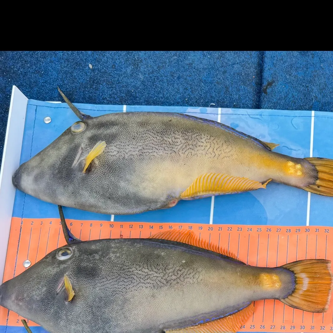 recently logged catches