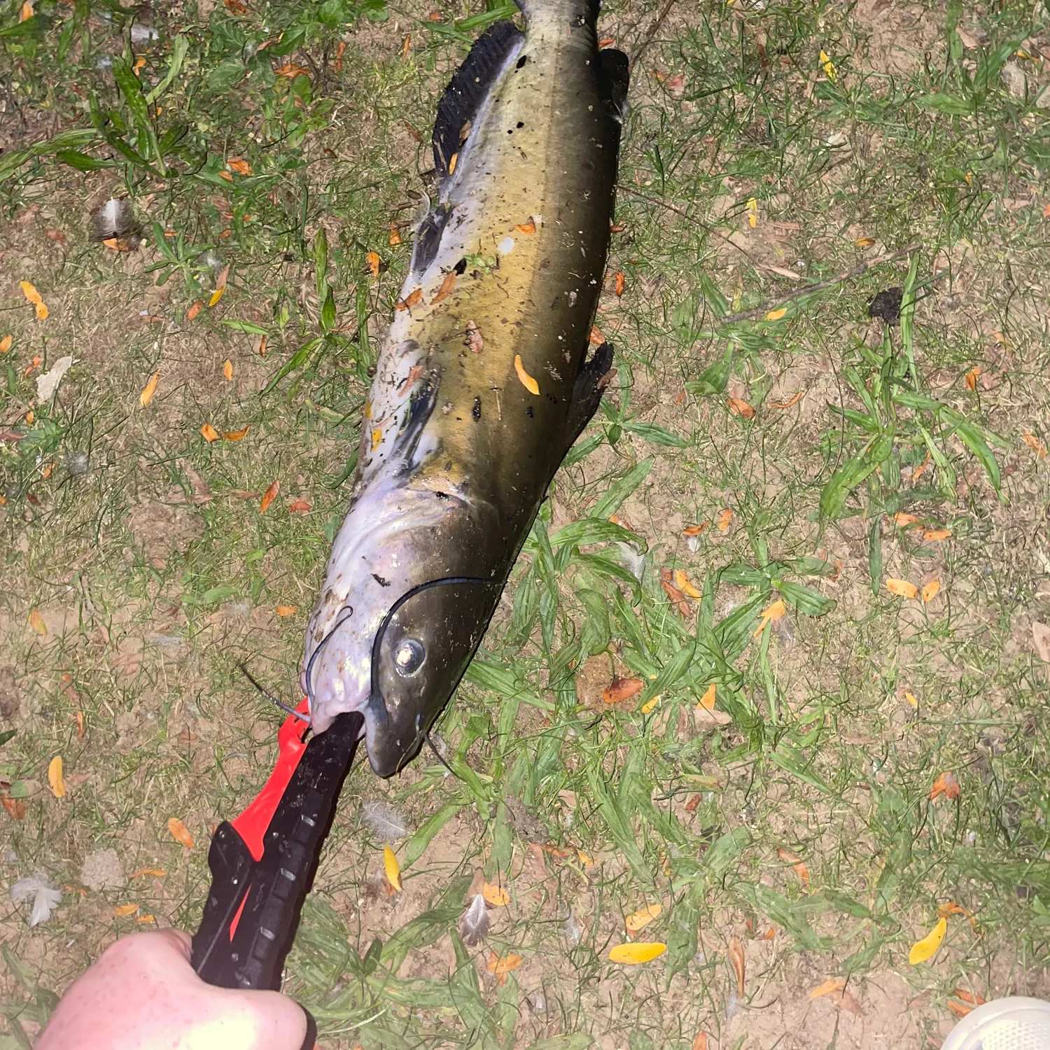 catch