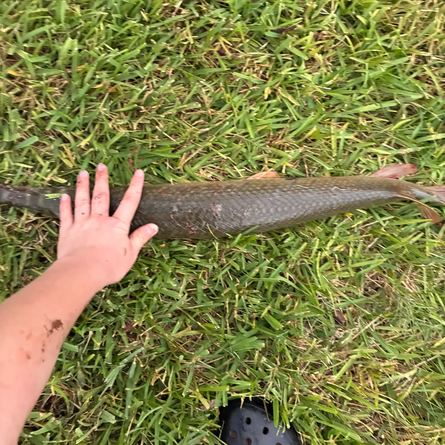The most recent Florida gar catches on Fishbrain