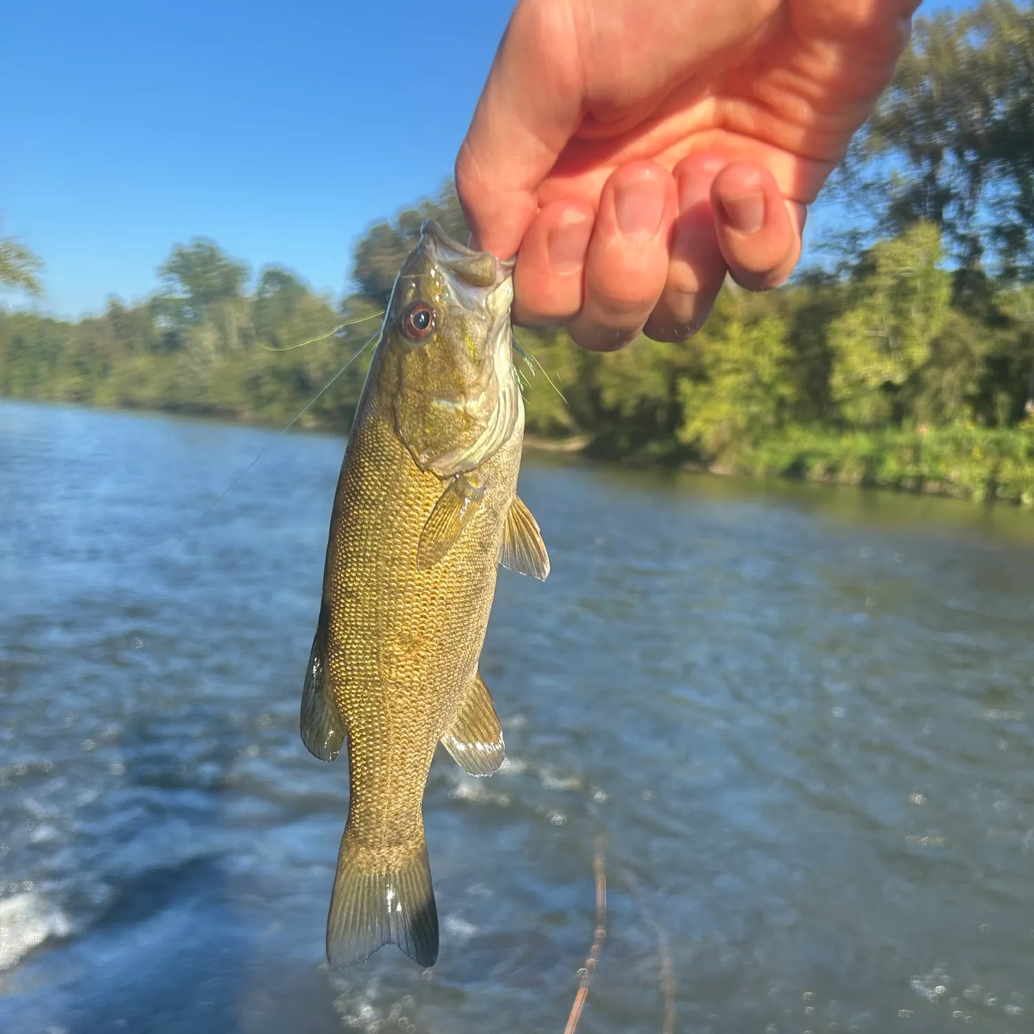 Smallmouth bass caught on Fishbrain