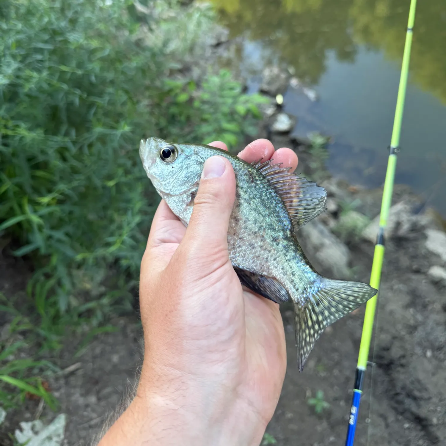 White crappie caught on Fishbrain