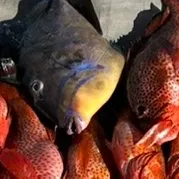 The most recent Queen triggerfish catches on Fishbrain