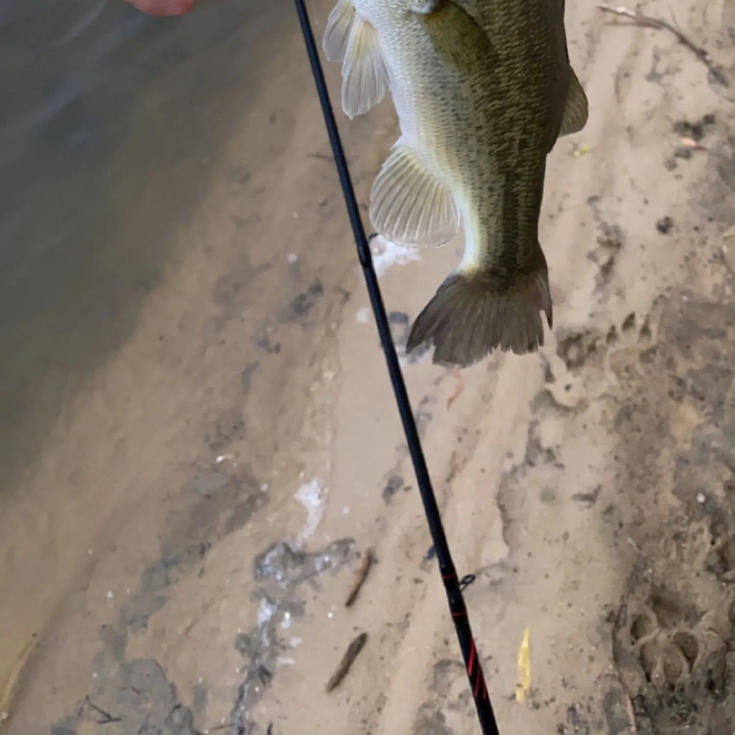 Largemouth bass caught on Fishbrain