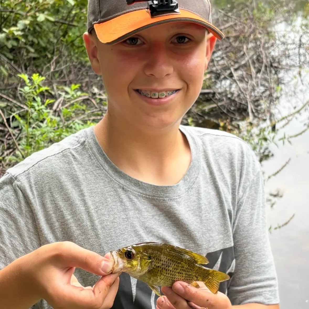 Rock bass caught on Fishbrain