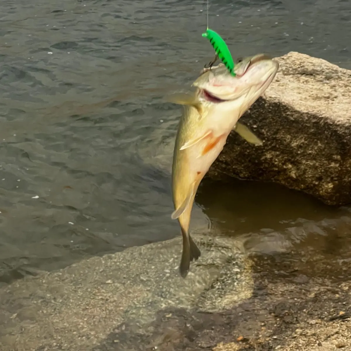 Largemouth bass caught on Fishbrain