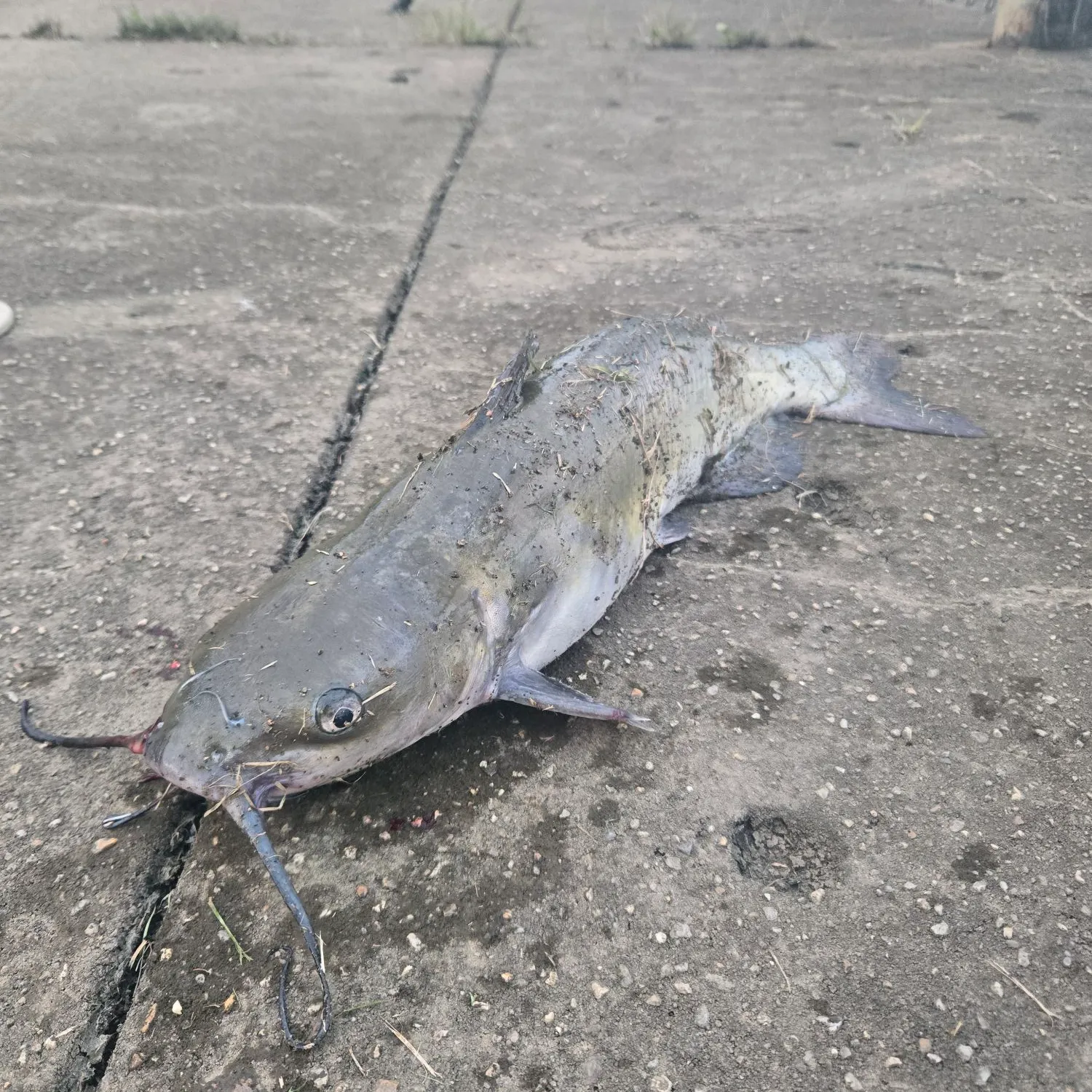 Channel catfish caught on Fishbrain