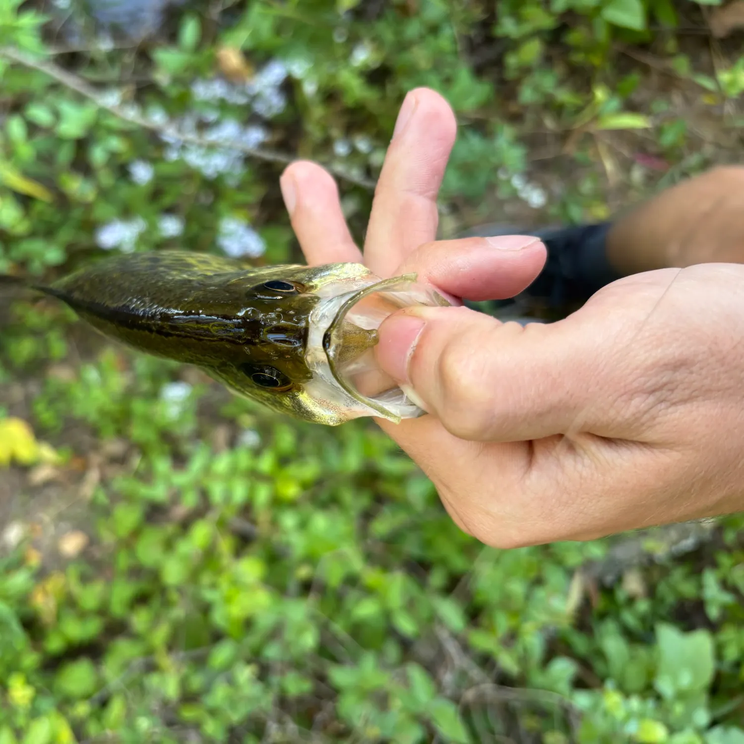 Magnolia crappie caught on Fishbrain