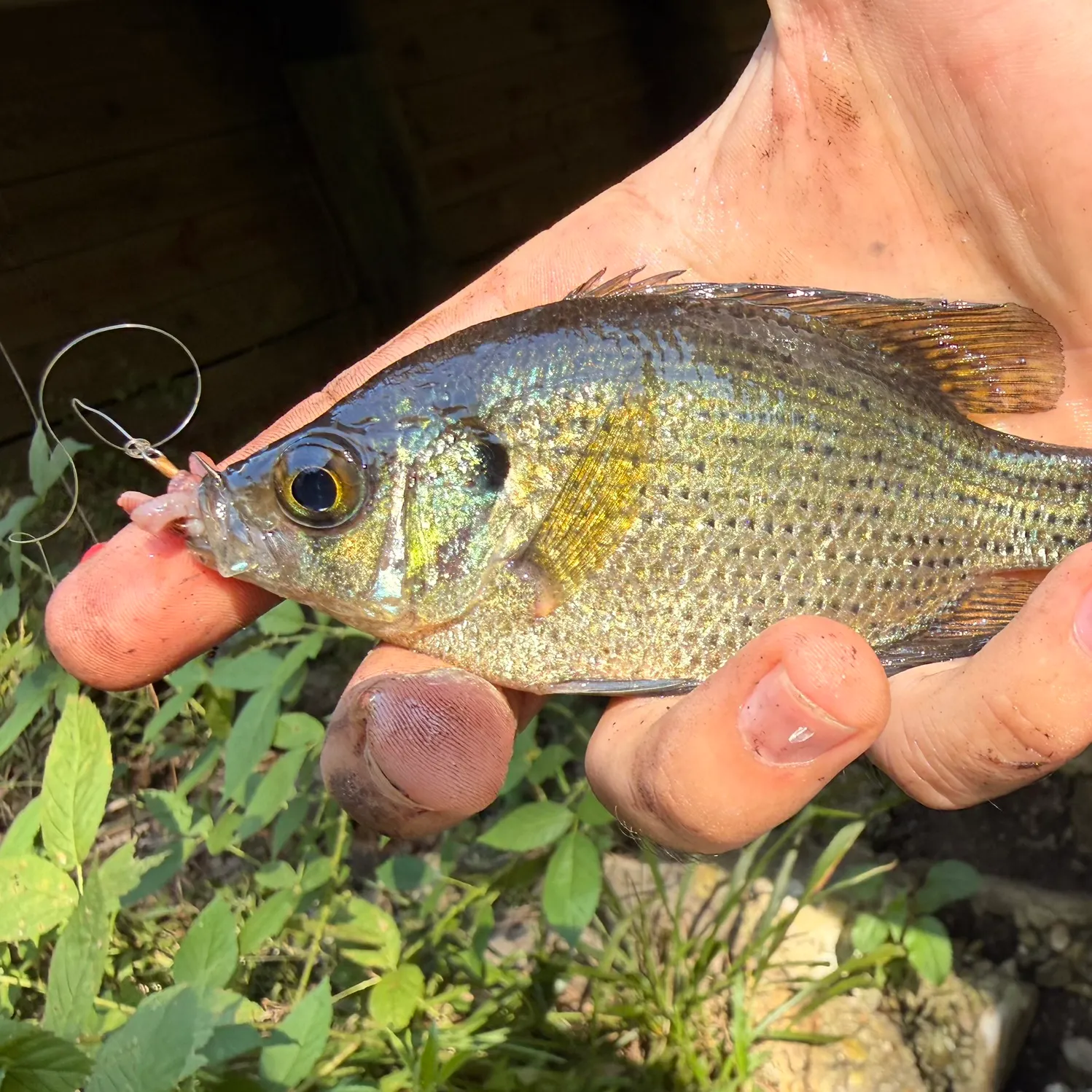 The most recent Flier catches on Fishbrain