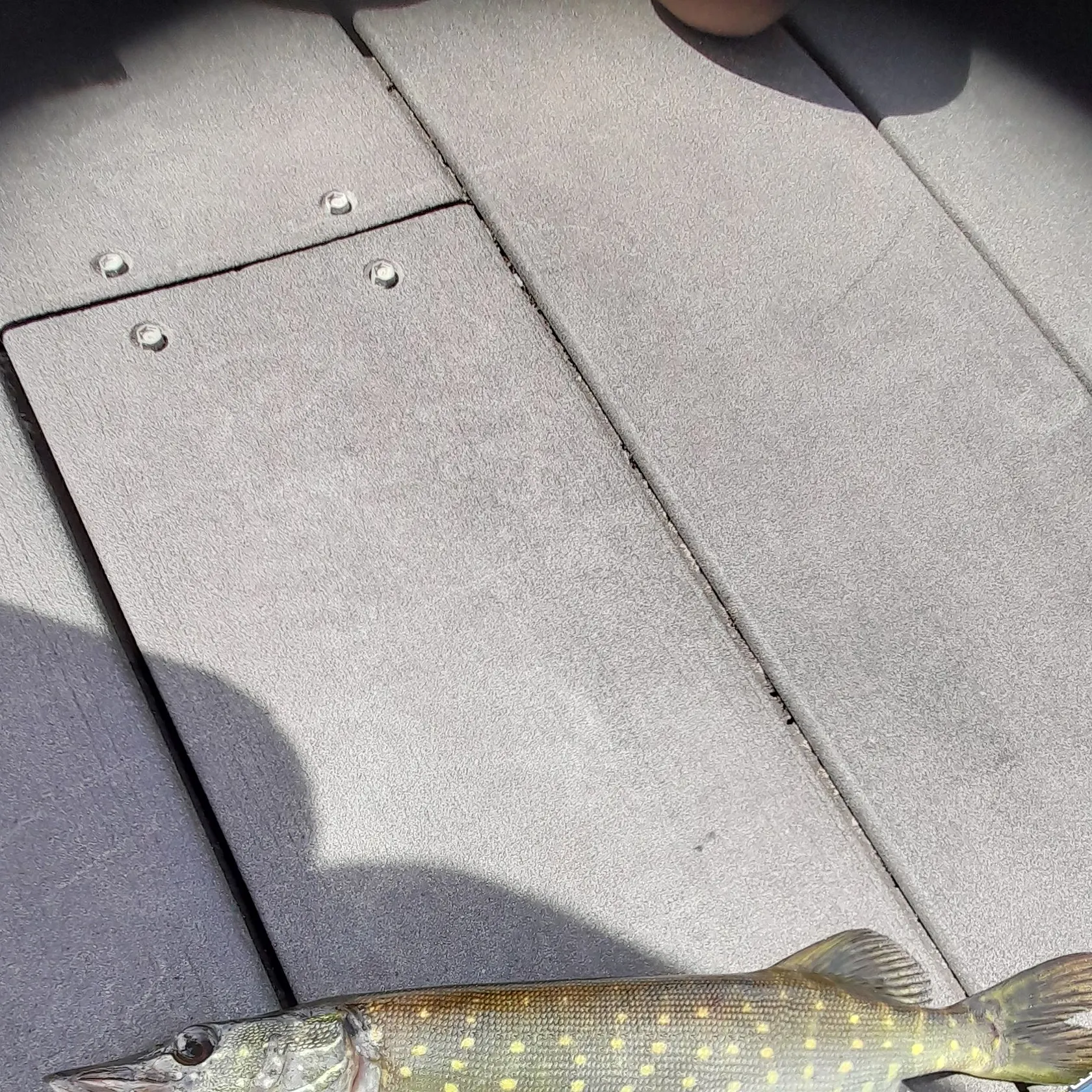 Northern pike caught on Fishbrain