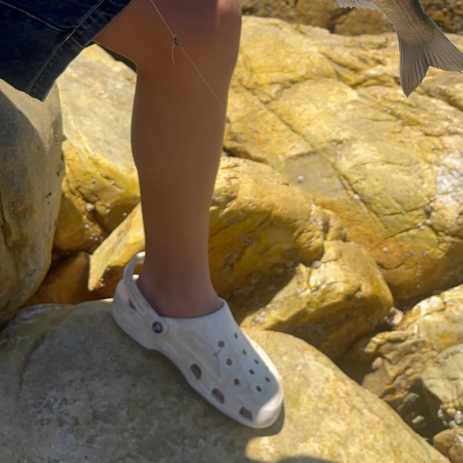 The most recent White steenbras catches on Fishbrain