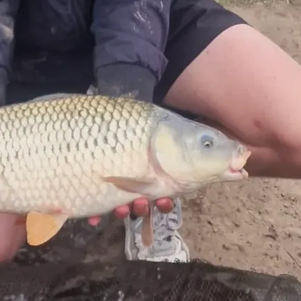 Common carp caught on Fishbrain