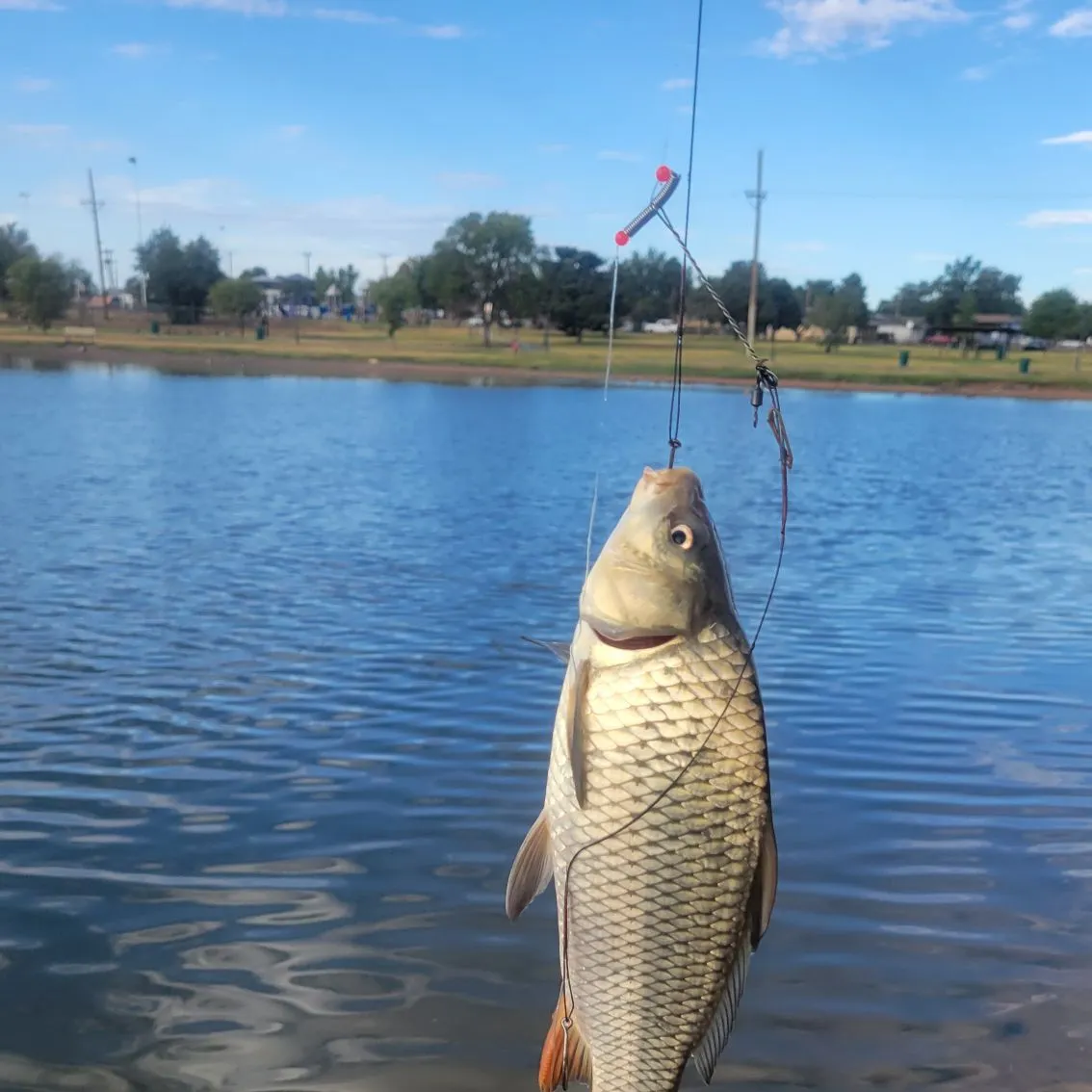 Common carp caught on Fishbrain
