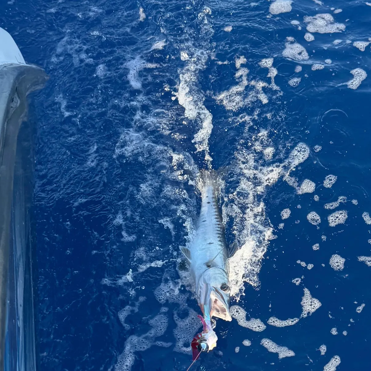 Great barracuda caught on Fishbrain