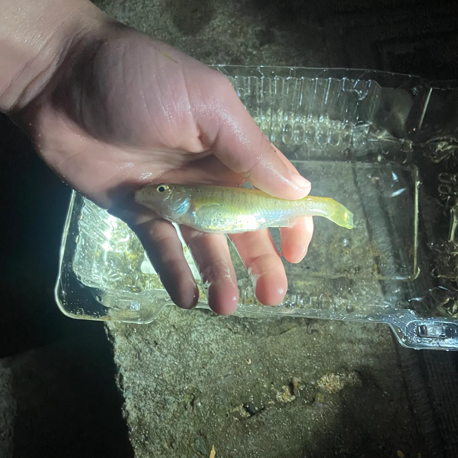 The most recent Banded killifish catches on Fishbrain