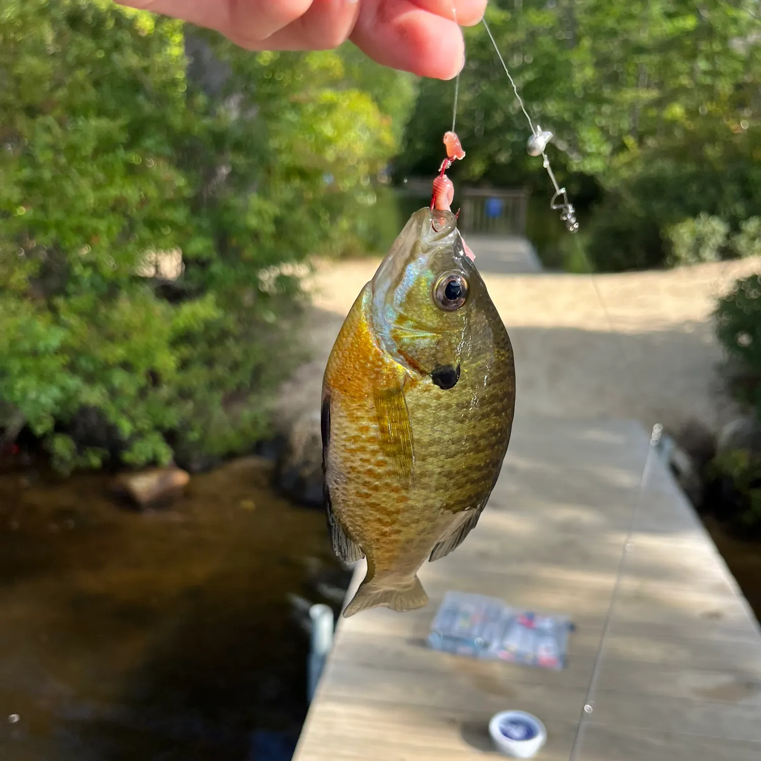 Bluegill caught on Fishbrain