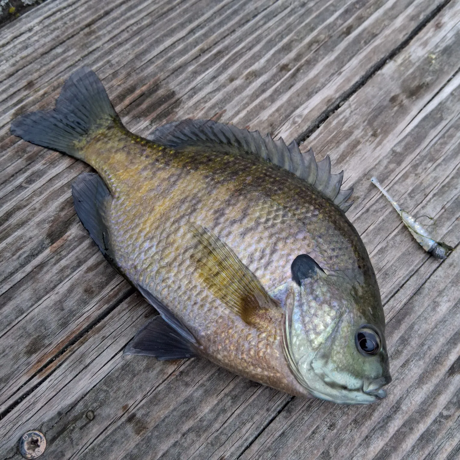 Bluegill caught on Fishbrain