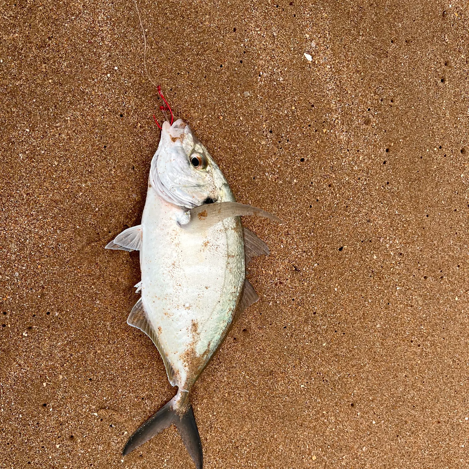 The most recent White trevally catches on Fishbrain