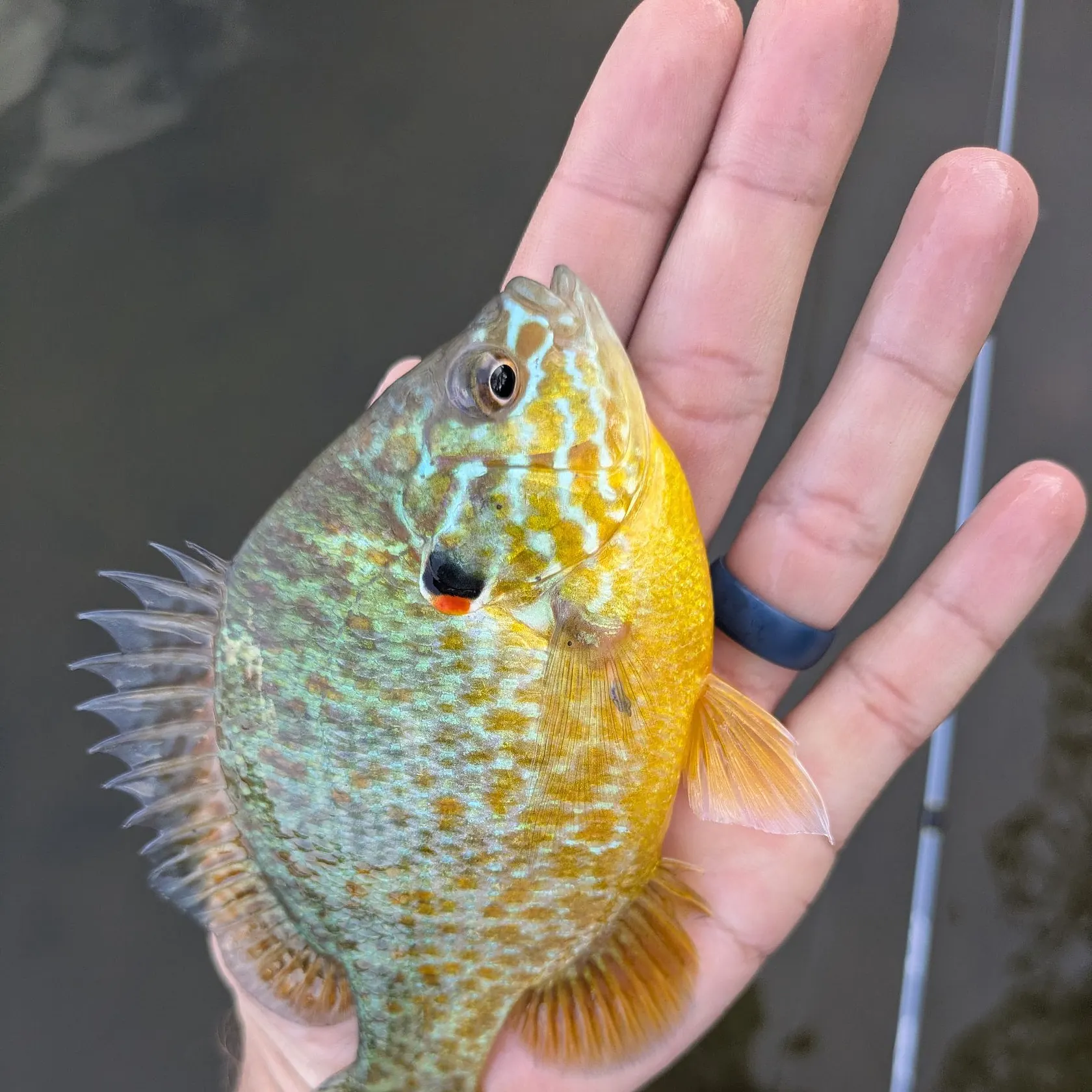 Pumpkinseed caught on Fishbrain