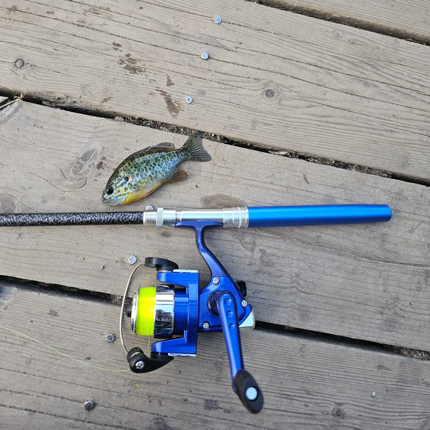 Pumpkinseed x green sunfish caught on Fishbrain