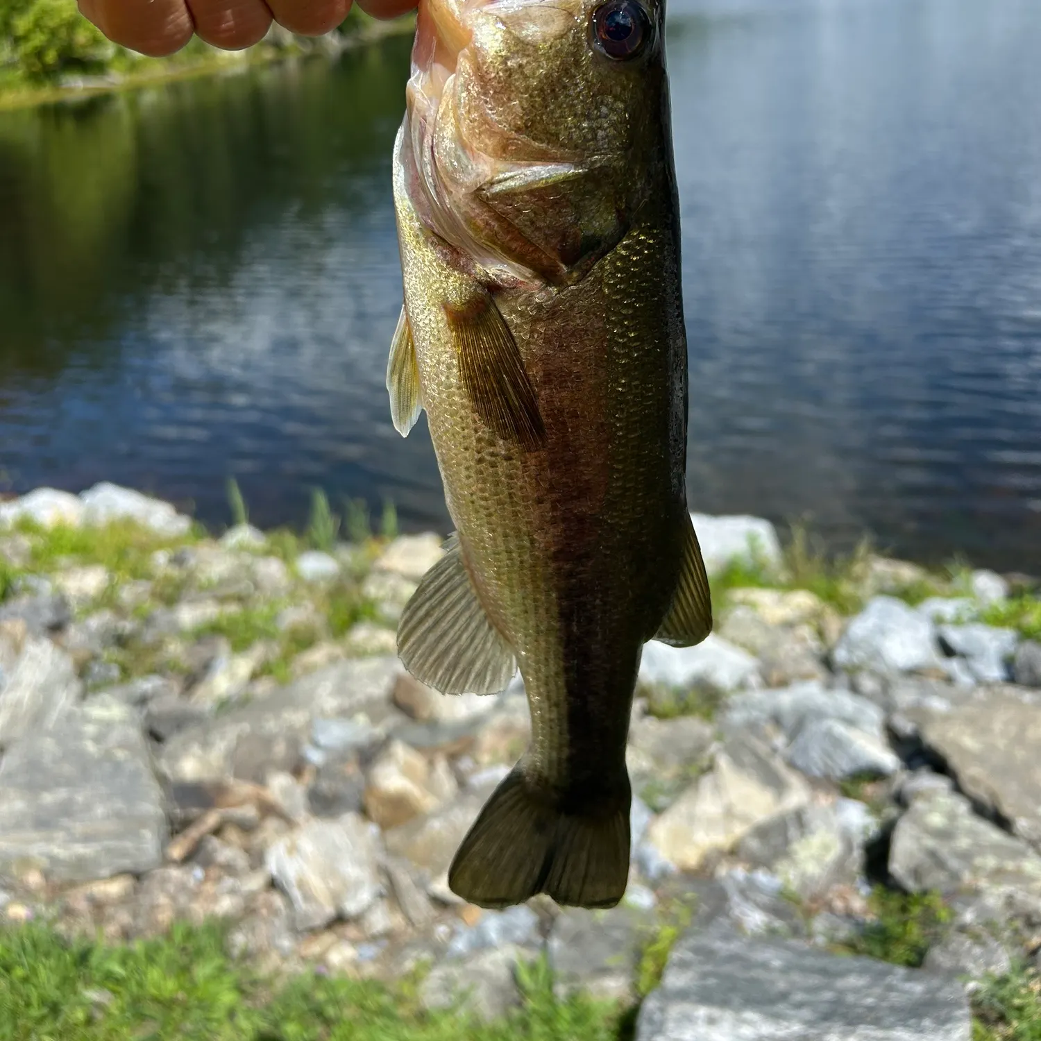 Largemouth bass caught on Fishbrain