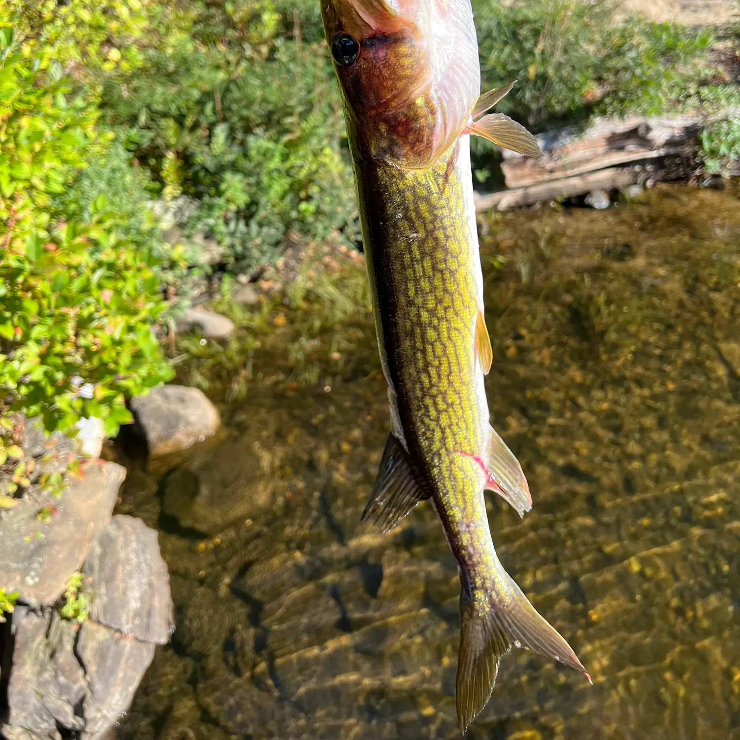 Chain pickerel caught on Fishbrain