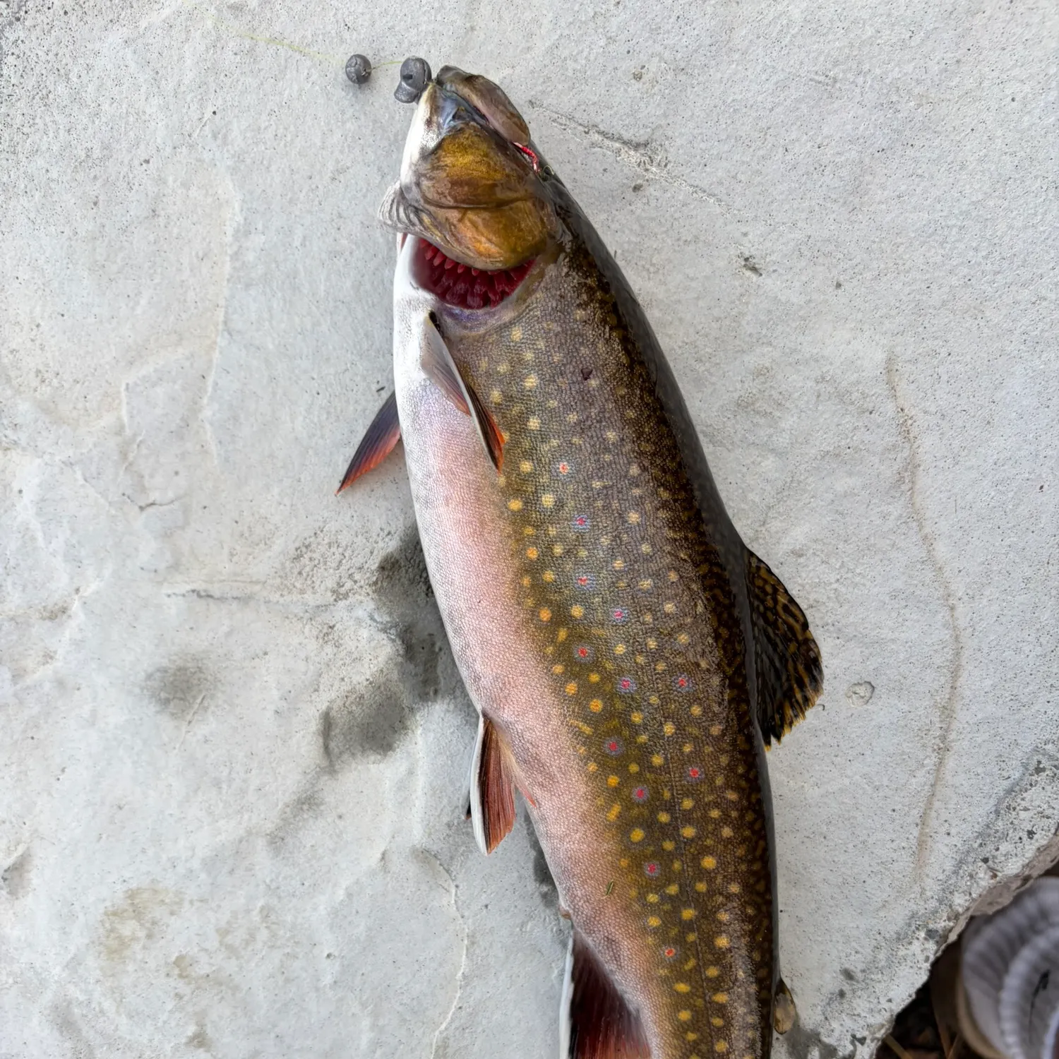 Brook trout caught on Fishbrain