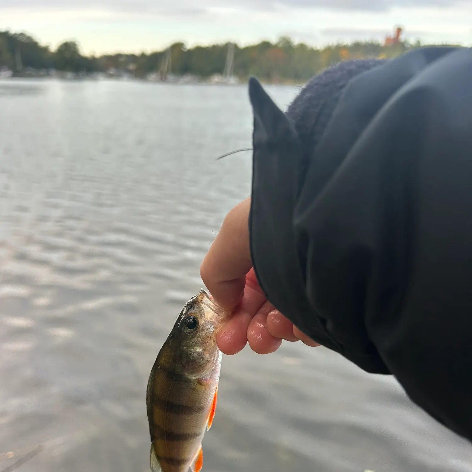 Fish caught on Fishbrain