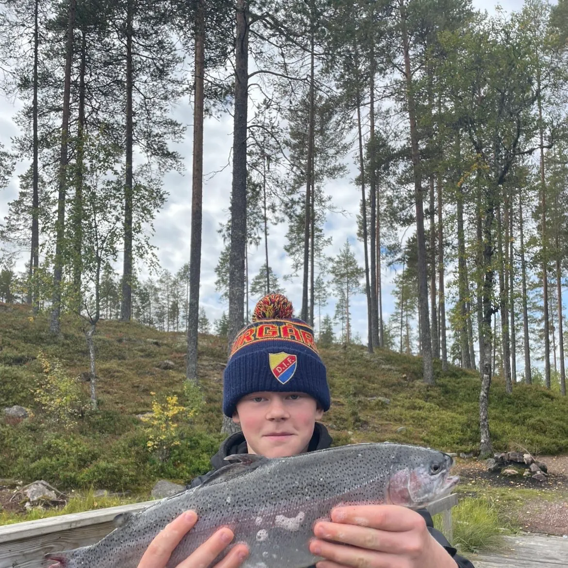 Rainbow trout caught on Fishbrain